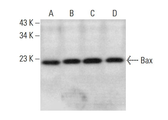 Bax Antibody (6A7) | SCBT - Santa Cruz Biotechnology