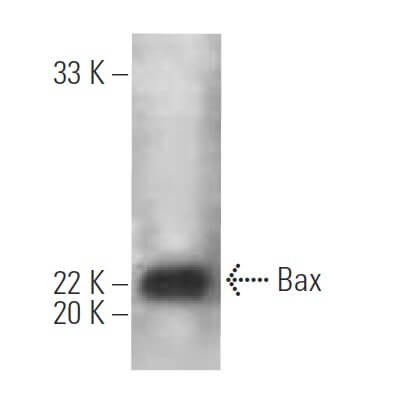 Bax Antibody (6A7) | SCBT - Santa Cruz Biotechnology
