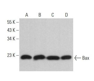 Bax Antibody (6D149) - Western Blotting - Image 379622 