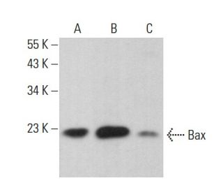 Bax Antibody (6D150) - Western Blotting - Image 379624 