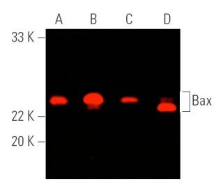 Bax Antibody (B-9) - Western Blotting - Image 389997 