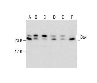western blotting image from recommended Bax (B-9) monoclonal antibody replacement. Image 282469