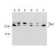 western blotting image from recommended Bax (B-9) monoclonal antibody replacement. Image 282469