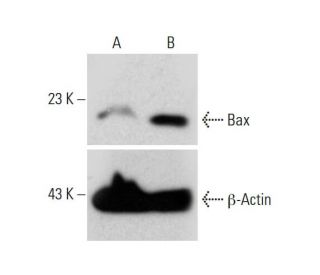 Cox-2 CRISPR Activation Plasmid (h): sc-400042-ACT. Western blot analysis of Bax expression in non-transfected control (A)SAM Transcription Activation: SAM system utilizing dCas9-VP64, MS2-P65-HSF1, and sgRNA for precise gene transcription activation.