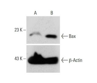 Bax CRISPR Activation Plasmid (h): sc-400042-ACT. Western blot analysis of... 