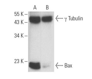 Bax siRNA (h): sc-29212. Western blot analysis of Bax expression in non-transfected control (A) and Bax siRNA transfected 