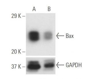 Bax siRNA (m): sc-29213. Western blot analysis of Bax expression in non-transfected control (A) and Bax siRNA transfected 