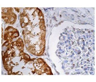 BBOX1 Antibody (E-11) - Immunohistochemistry - Image 160188 
