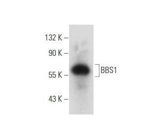 BBS1 Antibody (F-1) - Western Blotting - Image 138349 