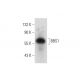 BBS1 Antibody (F-1) - Western Blotting - Image 138349 