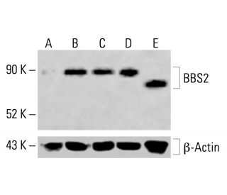 BBS2 Antibody (A-12) - Western Blotting - Image 414275 