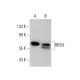 BBS4 Antibody (1292CT845.130.218) - Western Blotting - Image 376894