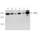 BBS5 Antibody (B-11) - Western Blotting - Image 345924 
