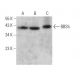 BBS5 Antibody (B-11) - Western Blotting - Image 371867