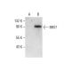 BBS7 Antibody (E-8) - Western Blotting - Image 288057 