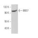 BBS7 Antibody (E-8) - Western Blotting - Image 369813