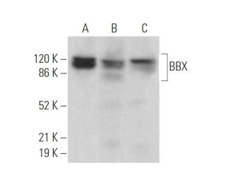 BBX Antibody (G-2) - Western Blotting - Image 372349 
