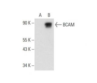 BCAM Antibody (A-7) - Western Blotting - Image 323831