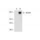 BCAM Antibody (A-7) - Western Blotting - Image 323831