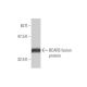 BCAR3 Antibody (3G4) - Western Blotting - Image 348964