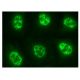 BCAS2 Antibody (F-5) - Immunofluorescence - Image 156578 