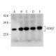 BCAS2 Antibody (F-5) - Western Blotting - Image 155933 