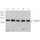 BCAS2 Antibody (F-5) - Western Blotting - Image 367204