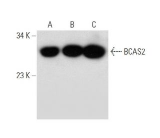 BCAS2 Antibody (G-8): sc-365346