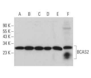 BCAS2 Antibody (G-8) - Western Blotting - Image 374875 