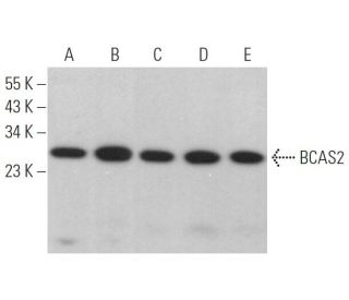 BCAS2 Antibody (F-5) - Western Blotting - Image 367204