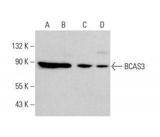 BCAS3 Antibody (D-6) - Western Blotting - Image 384363 