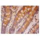 BCDIN3D Antibody (F-5) - Immunohistochemistry - Image 301867 