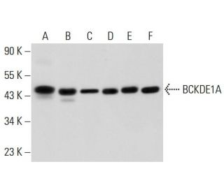 A.[プロフ*確認推薦*] bckde1a-antibody-h-5-western-