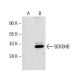 BCKDHB Antibody (H-6) - Western Blotting - Image 154047 