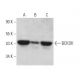 BCKDK Antibody (E-12) - Western Blotting - Image 374645 