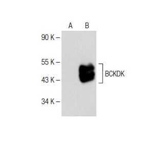 BCKDK Antibody (F-10) - Western Blotting - Image 150594 