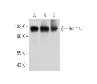 Bcl-11a Antibody (H-1) - Western Blotting - Image 344624 