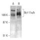 Bcl-11a/b Antibody (F-10) - Western Blotting - Image 364818 