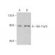 Bcl-11a/b Antibody (F-10) - Western Blotting - Image 386883