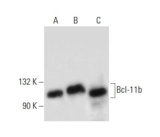 Bcl-11b Antibody (F-4) - Western Blotting - Image 139132 