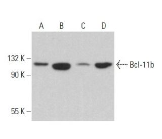 Bcl-11b Antibody (F-5) - Western Blotting - Image 375426 
