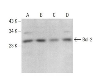 Bcl-2 Antibody (5K140) | SCBT - Santa Cruz Biotechnology