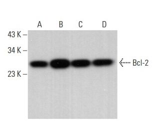 western blotting image from recommended Bcl-2 (C-2) monoclonal antibody replacement. Image 379623