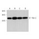 western blotting image from recommended Bcl-2 (C-2) monoclonal antibody replacement. Image 379623