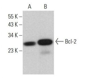 Bcl-2 Antibody (SPM117) - Western Blotting - Image 381398 