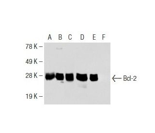Bcl-2 Antibody (C-2) - Western Blotting - Image 112