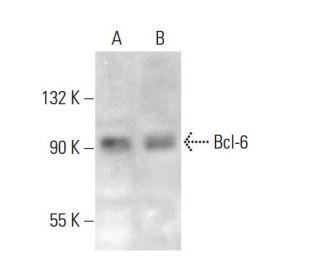 Bcl-6 Antibody (7D1) | SCBT - Santa Cruz Biotechnology