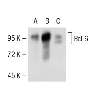 Bcl-6 Antibody (D-8) | SCBT - Santa Cruz Biotechnology