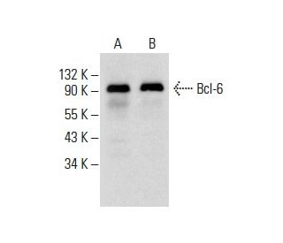 western blotting image from recommended Bcl-6 (D-8) monoclonal antibody replacement. Image 288289