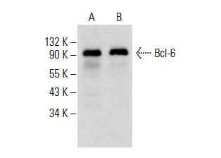 Bcl-6 Antibody (N-3) | SCBT - Santa Cruz Biotechnology